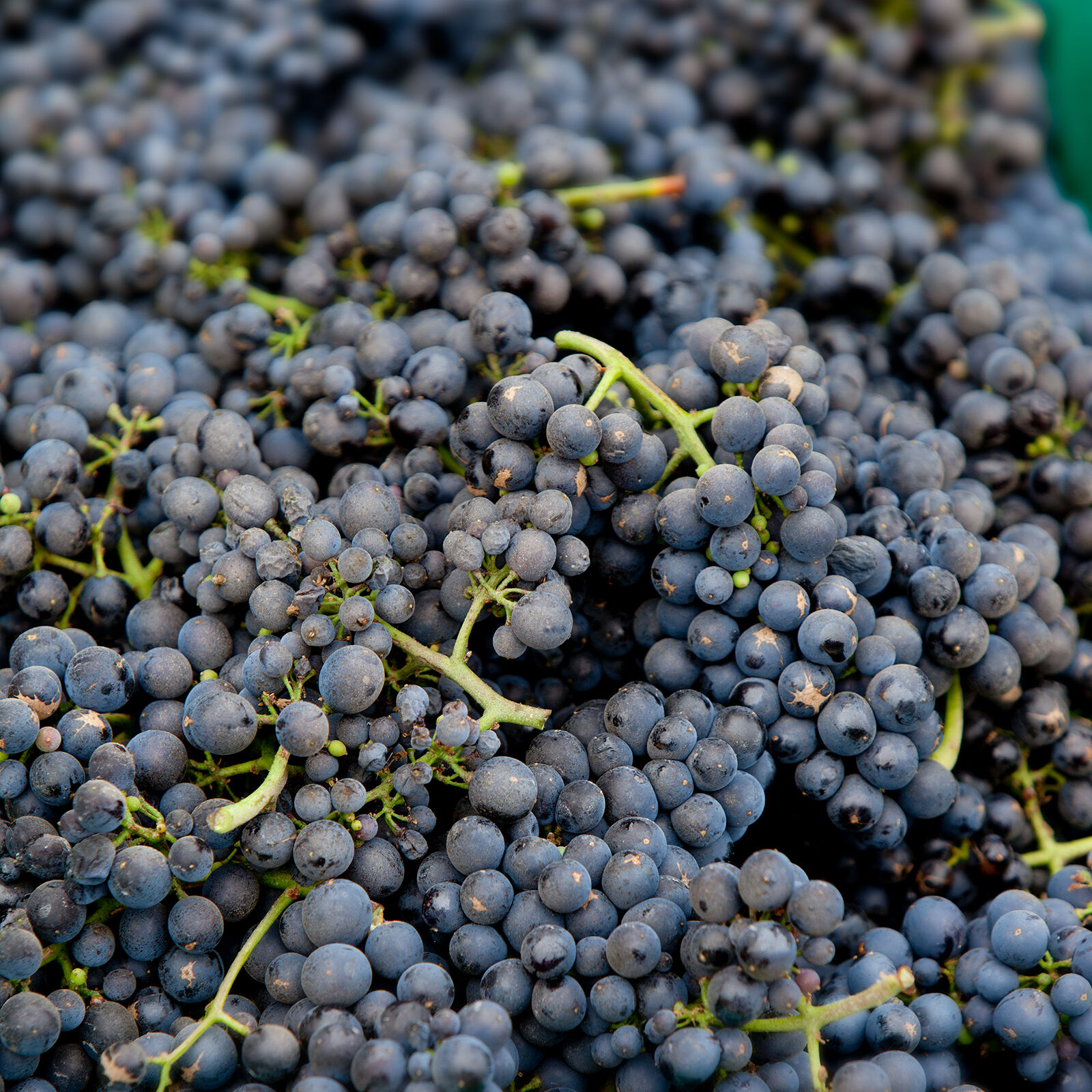 Wine grapes up close