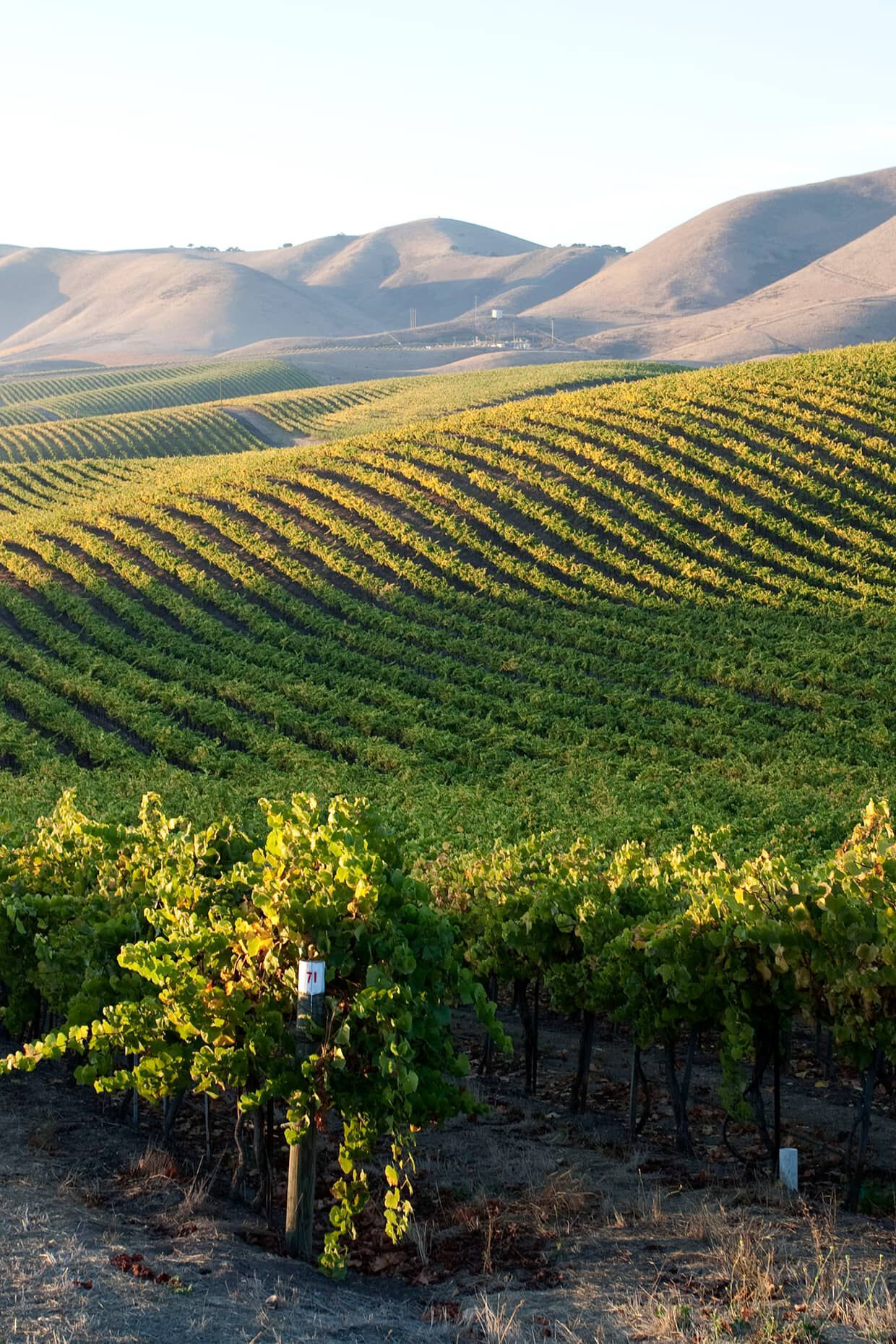 A lush vineyard in rolling hills with light shining